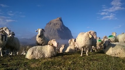 Carrère Régis Fromage pur brebis de la Vallée d'Ossau, Fabricant de Fromages à Laruns