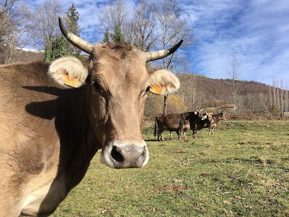 GAEC Les Vieux Prés, Fromagerie à Saurat