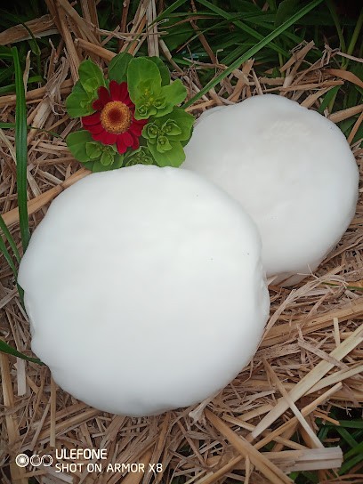 La Chèvrerie du Vallon, Fabricant de Fromages aux Pennes-Mirabeau