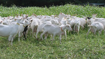 Fromagerie Saint Goäl, Fabricant de Fromages à Pluvigner