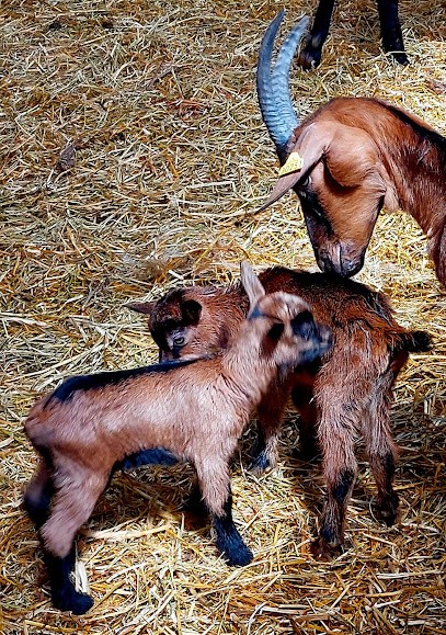 Alpine Des Collines, Fromagerie à Revest-des-Brousses