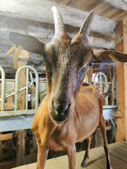 Chèvrerie Du Roube, Fabricant De Fromage à Brousse-le-Château