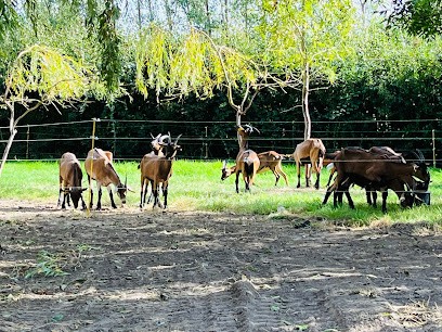 La Chèvrerie de la Chapelle, Fabricant de Fromages à Zegerscappel
