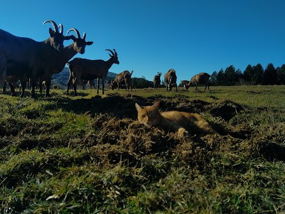 Fromagerie Lou Pradel, Fromagerie à Murat-sur-Vèbre