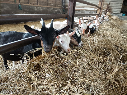 La Chevrerie De La Vie Fromagerie à Saint-Étienne-du-Bois