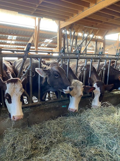 Gaec des gentianes, Fabricant de Fromages à Chastreix