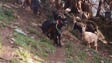 fromagerie Bartoli, Fromagerie à Taglio-Isolaccio