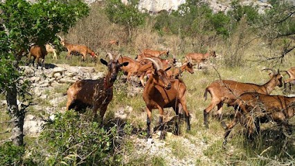 GAEC Chevre D'Altou, Fromagerie à Vissec