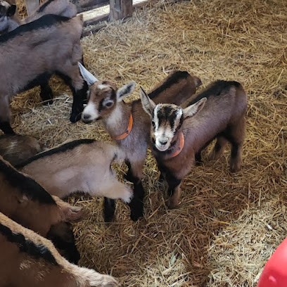 La Chèvre Rose, Fabricant de Fromages à Pluméliau