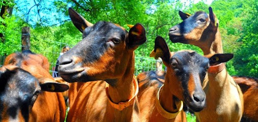 Chèvrerie De Nesle La Reposte - Boutique De Fromages De Chèvre Et Autre Spécialités, Fabricant de Fromages à Villenauxe-la-Grande