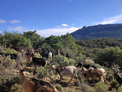 Les Caprioles - Fromage De Chèvre BIO, Fabricant de Fromages à Rouffiac-des-Corbières