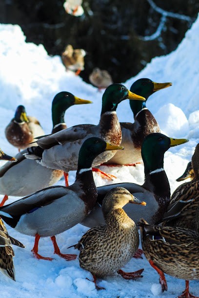 Fruitière De Mouthe, Fromagerie à Mouthe