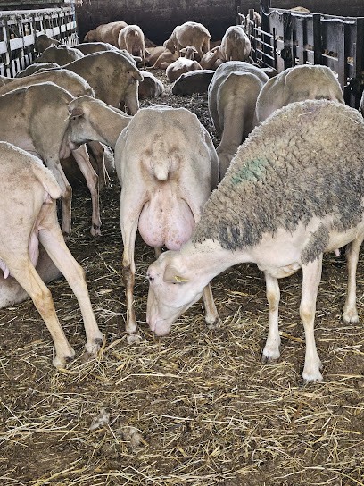 Fromage Isturitz, Fabricant de Fromages à Isturits