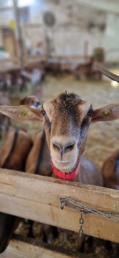La Chèvrerie De Lu'ce Fabricant De Fromage à Cruseilles