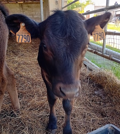 L'BUFALA Ferme - Vente de fromages fermiers et visite de ferme, Fabricant de Fromages à Caussens