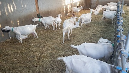 Les Bêêêles De Baugé, Fabricant de Fromages à Villenave-d'Ornon