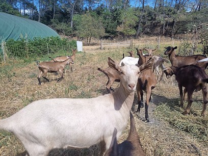 le trésor des chèvres, Fabricant de Fromages à Sarrians