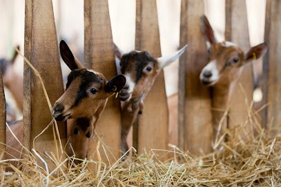 JOUSSEAUME - Producteur De Chèvres Fermiers, Fabricant de Fromages à Roullet-Saint-Estèphe