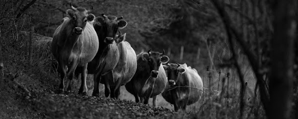 La Ferme des Coquelicots, Fabricant de Fromages à Joué-sur-Erdre