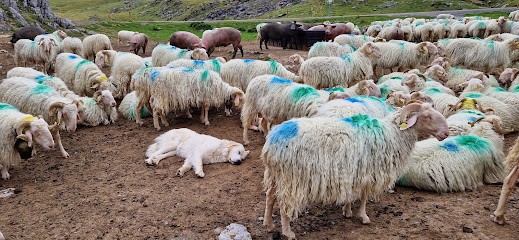 Fromagerie-Cabane D'Arlas- Ferme Récébire, Fromagerie à Arette