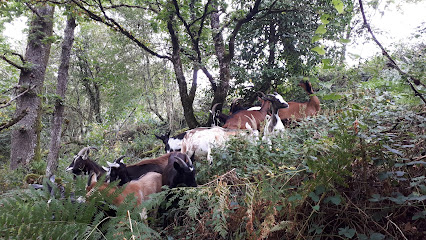 Les Chèvres De Léa, Fabricant De Fromage à Pradinas