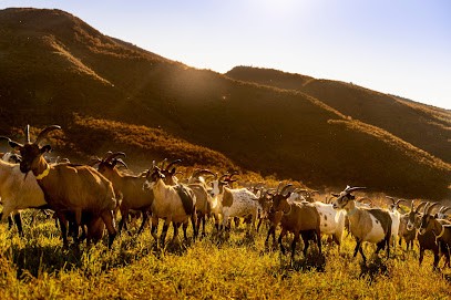 Gaec Le Petit Jabron, Fromagerie à Sisteron