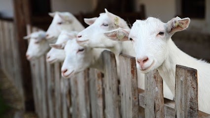 EARL LES FOLIES CHEVRIERES, Fabricant de Fromages à Razac-d'Eymet