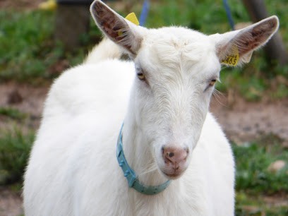 Ferme Langloys, Fabricant de Fromages à Barbaira