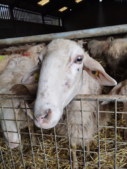 La Bergerie Du Petit Hameau, Fabricant de Fromages à Arros-de-Nay