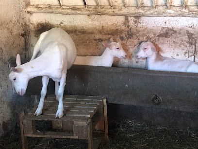 Chèvrerie _ du Bois Cherriot, Fabricant de Fromages à Vierzon
