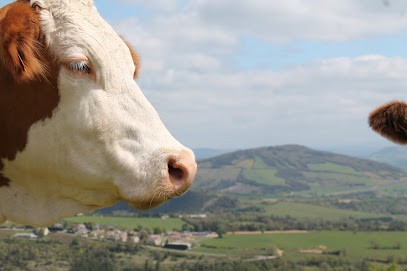 La Ferme du Teil, Fabricant de Fromages à Saint-Germain-du-Teil