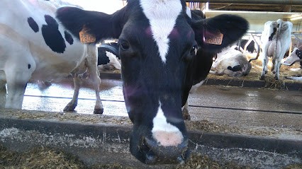 Fromagerie Petitsigne, Fromagerie à Senillé-Saint-Sauveur