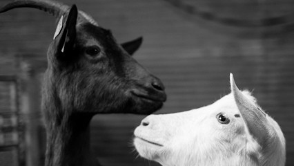 Chevrerie De Mouletine, Fabricant de Fromages à Louvie-Juzon