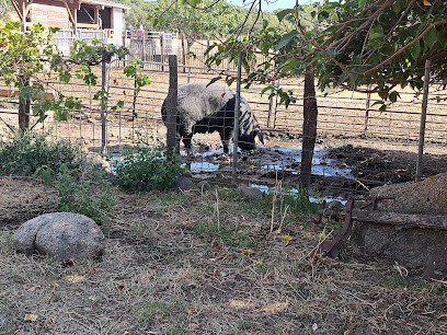 BERGERIES DE BALA, Fromagerie à Porto-Vecchio