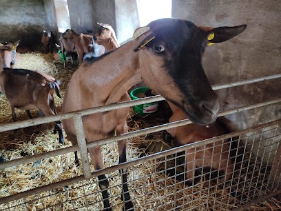 GAEC Des Trèfles à Quatre Feuilles, Fabricant de Fromages à Brousse