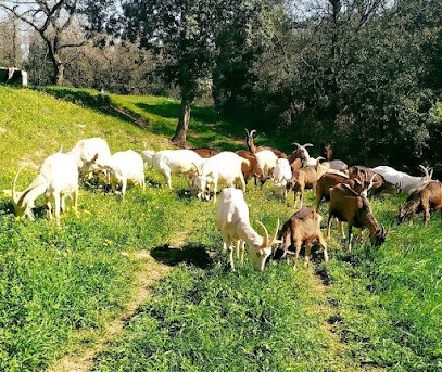 Chèvre - La Fromagerie Faës, Fromagerie à Saint-Alexandre