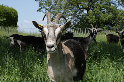 Chèvrerie . La Chèvrelie Fabricant De Fromage à Villy-le-Bouveret
