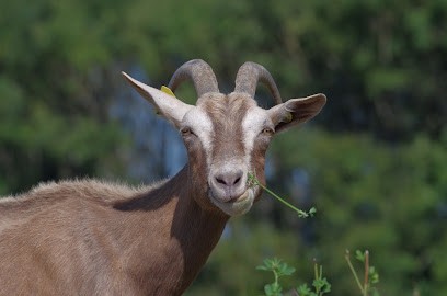 La Chèvrerie Du Cap, Fabricant de Fromages à Plévenon