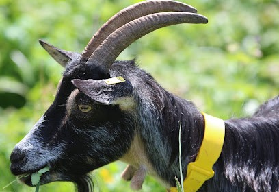 La Ferme Des Cabr'eoles, Fromagerie à Moudeyres