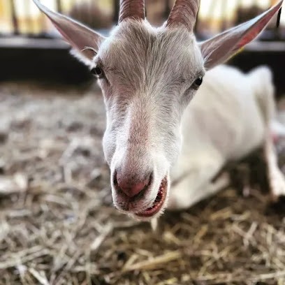 La Ferme Fine Bouche (FFB), Fabricant de Fromages à Champagnat